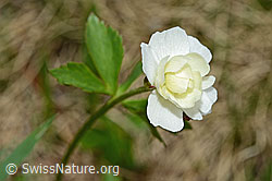 Ranunculus aconitifolius (C194174)