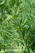 C194277: Türkenbund (Lilium martagon)