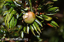 Alpen-Wacholder (Juniperus communis ssp. saxatilis) (C194296) Alpen-Wacholder (Juniperus communis ssp. saxatilis) (C194296)