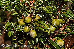 Alpen-Wacholder (Juniperus communis ssp. saxatilis) (C194298) Alpen-Wacholder (Juniperus communis ssp. saxatilis) (C194298)