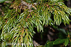 Alpen-Wacholder (Juniperus communis ssp. saxatilis) (C194299) Alpen-Wacholder (Juniperus communis ssp. saxatilis) (C194299)