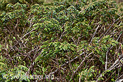 Alpen-Wacholder (Juniperus communis ssp. saxatilis) (C194302) Alpen-Wacholder (Juniperus communis ssp. saxatilis) (C194302)