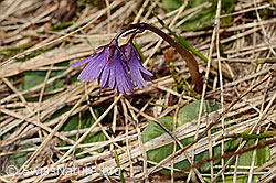 Grosses Alpenglöckchen (Soldanella alpina) (C194303)