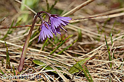 Grosses Alpenglöckchen (Soldanella alpina) (C194304)