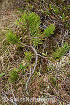 Bergföhre (Pinus mugo) (C194305)