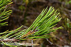 Bergföhre (Pinus mugo) (C194306)