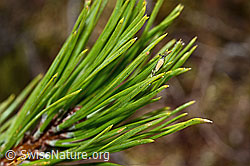 Bergföhre (Pinus mugo) (C194308)