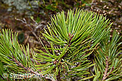 Bergföhre (Pinus mugo) (C194316)