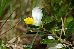 Buchsblättrige Kreuzblume (Polygala Chamaebuxus) (C194336) Buchsblättrige Kreuzblume (Polygala Chamaebuxus) (C194336)