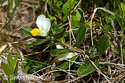 Buchsblättrige Kreuzblume (Polygala Chamaebuxus) (C194338) Buchsblättrige Kreuzblume (Polygala Chamaebuxus) (C194338)
