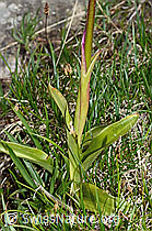 Männliches Knabenkraut (Orchis mascula) (C194348) Männliches Knabenkraut (Orchis mascula) (C194348)