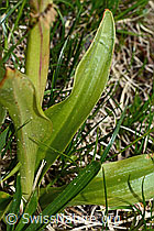 Männliches Knabenkraut (Orchis mascula) (C194351) Männliches Knabenkraut (Orchis mascula) (C194351)