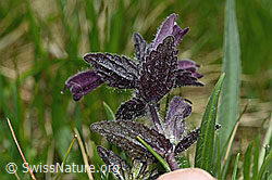 Alpenhelm (Bartsia alpina) (C194414)