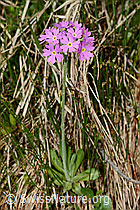Mehl-Primel (Primula farinosa) (C194449)