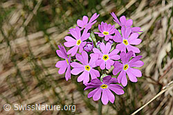 Mehl-Primel (Primula farinosa) (C194451)