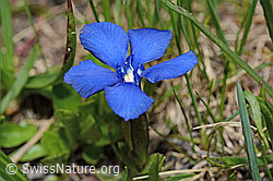 Frühlings-Enzian (Gentiana verna) (C194454)