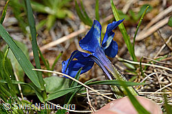 Frühlings-Enzian (Gentiana verna) (C194457)
