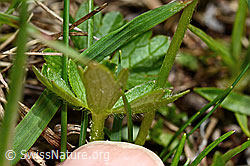 Berg-Hahnenfuss (Ranunculus montanus) (C194480) Berg-Hahnenfuss (Ranunculus montanus) (C194480)