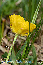 Berg-Hahnenfuss (Ranunculus montanus) (C194481) Berg-Hahnenfuss (Ranunculus montanus) (C194481)