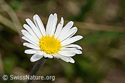 Alpenmasslieb (Aster bellidiastrum) (C194507)