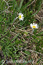 Alpenmasslieb (Aster bellidiastrum) (C194508)