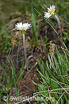 Alpenmasslieb (Aster bellidiastrum) (C194510)