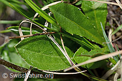 Alpenmasslieb (Aster bellidiastrum) (C194511)
