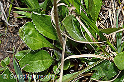 Alpenmasslieb (Aster bellidiastrum) (C194512)