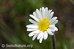 Alpenmasslieb (Aster bellidiastrum) (C194513)