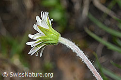 Alpenmasslieb (Aster bellidiastrum) (C194514)
