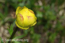 Trollblume (Trollius europaeus) (C194564)