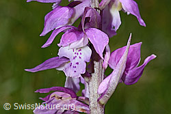 Männliches Knabenkraut (Orchis mascula) (C194622) Männliches Knabenkraut (Orchis mascula) (C194622)