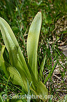 Männliches Knabenkraut (Orchis mascula) (C194624) Männliches Knabenkraut (Orchis mascula) (C194624)