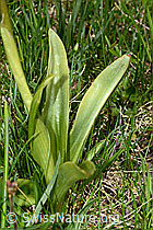 Männliches Knabenkraut (Orchis mascula) (C194625) Männliches Knabenkraut (Orchis mascula) (C194625)