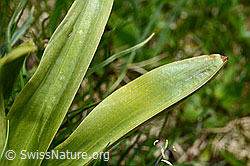 Männliches Knabenkraut (Orchis mascula) (C194626) Männliches Knabenkraut (Orchis mascula) (C194626)
