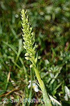 Weisszunge (Pseudorchis albida) (C195083) Weisszunge (Pseudorchis albida) (C195083)
