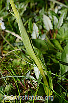 Weisszunge (Pseudorchis albida) (C195085) Weisszunge (Pseudorchis albida) (C195085)