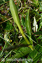 Weisszunge (Pseudorchis albida) (C195086) Weisszunge (Pseudorchis albida) (C195086)