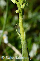 Weisszunge (Pseudorchis albida) (C195088) Weisszunge (Pseudorchis albida) (C195088)
