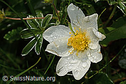 Silberwurz (Dryas octopetala) (26.06.2021, C195102)