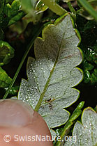 Silberwurz (Dryas octopetala) (C195109)