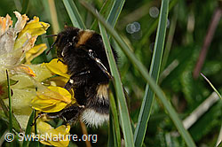 Hellgelbe Erdhummel (Bombus lucorum) an Alpen-Wundklee (Anthyllis vulneraria ssp. alpestris) (26.06.2021, C195158)