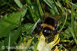 Hellgelbe Erdhummel (Bombus lucorum) an Alpen-Wundklee (Anthyllis vulneraria ssp. alpestris) (26.06.2021, C195161)