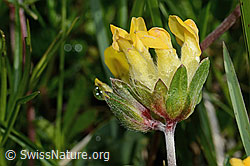 Anthyllis vulneraria ssp. alpestris (C195164)
