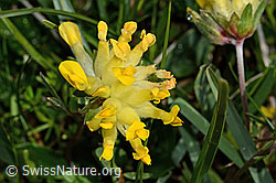 Anthyllis vulneraria ssp. alpestris (C195165)
