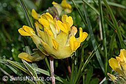 Anthyllis vulneraria ssp. alpestris (C195166)