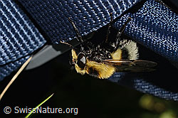 Hummel-Waldschwebfliege (Volucella bombylans var. plumata) (26.06.2021, C195220)