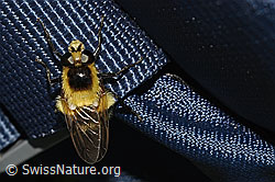 Foto: Hummel-Waldschwebfliege (Volucella bombylans var. plumata)