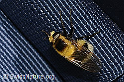 Foto: Hummel-Waldschwebfliege (Volucella bombylans var. plumata)