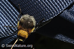 Foto: Hummel-Waldschwebfliege (Volucella bombylans var. plumata)